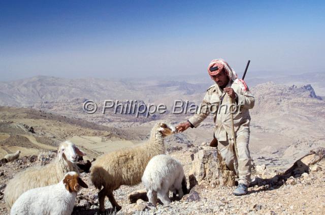 jordanie 25.JPG - Berger et ses moutonsRoute des Rois, Jordanie